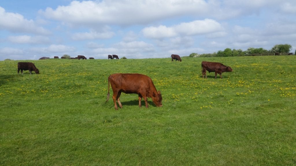 red poll in Grantchester Meadows