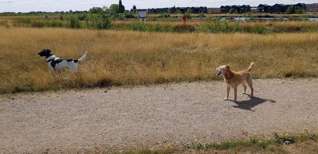 dog walks in Cambridge scuseme