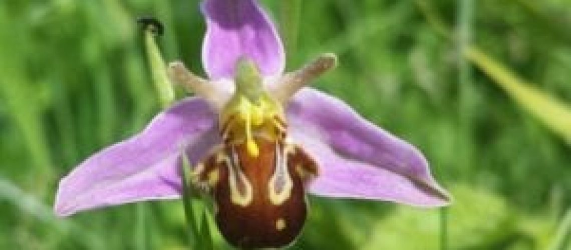 June orchid count scuseme